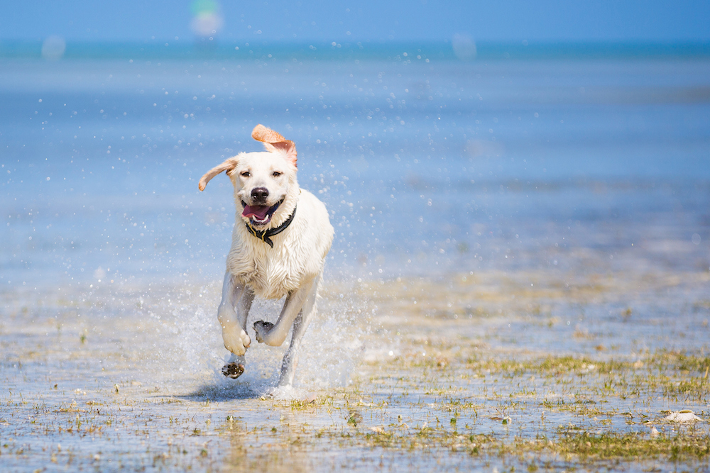 dog beach seabrook island