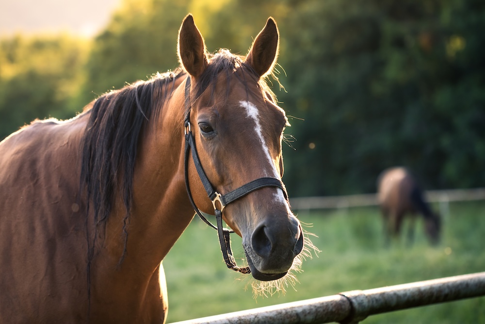 Horse outside standing near fence