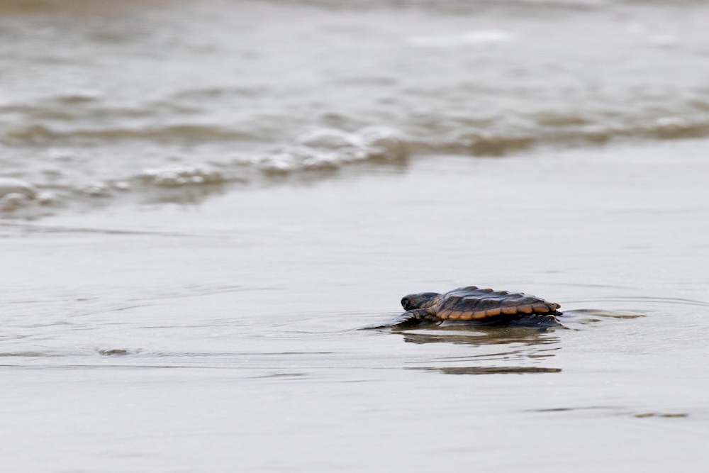 Sea turtle on a beachfront in South Carolina