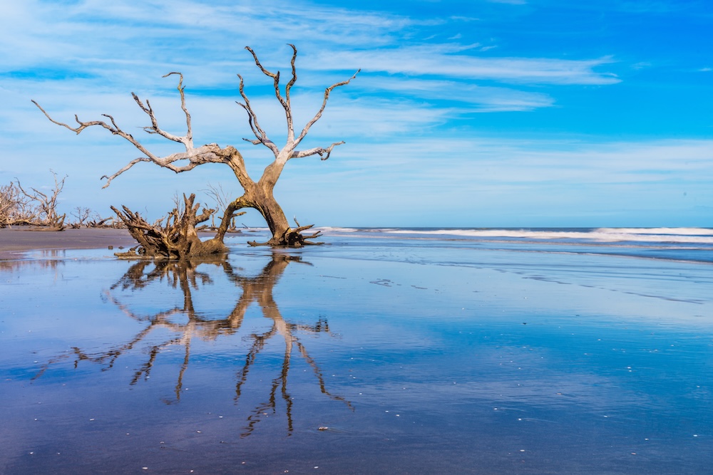 Bull Island beach view dead tree
