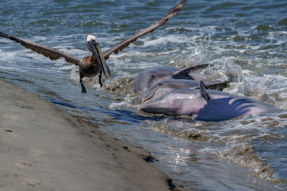 Strand fishing dolphins seabrook Island