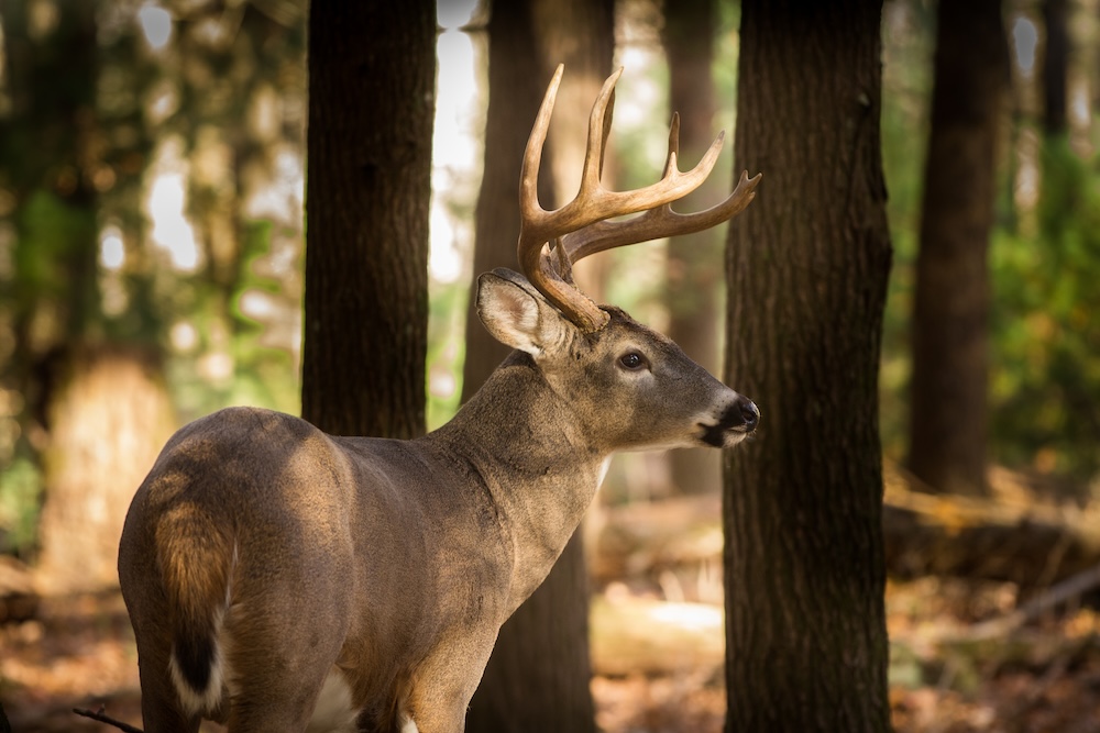 Large whitetailed deer buck in the woods