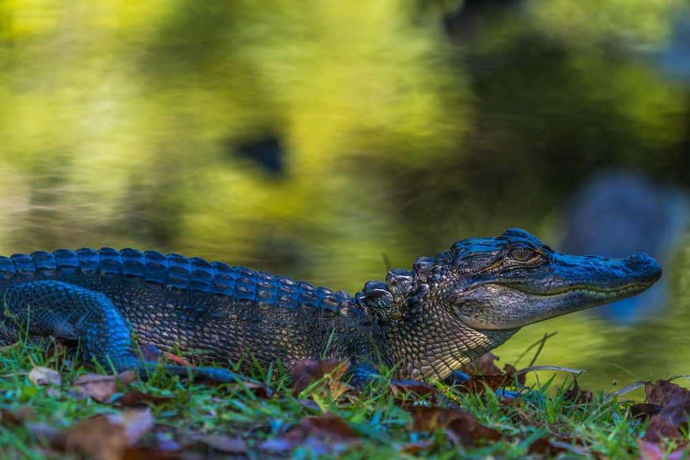 A Juvenile alligator suns on the shore of a pond on Jenkins Point, Seabrook Island, SC