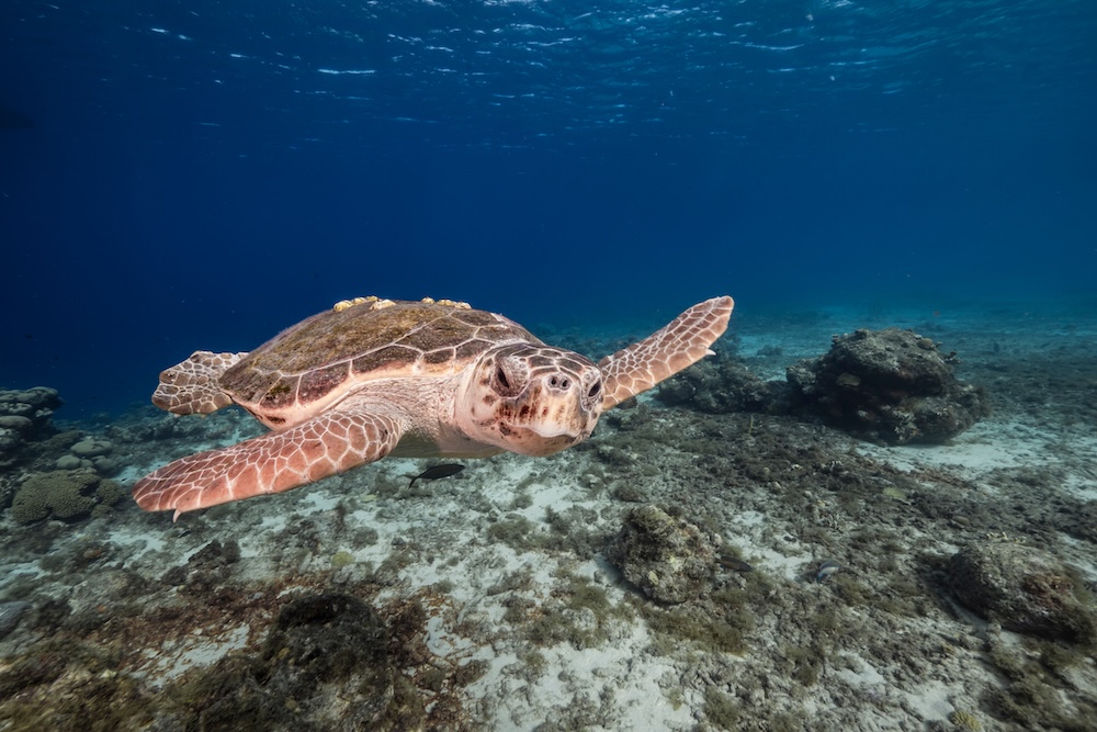 Loggerhead sea turtle swimming
