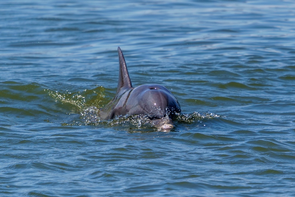 dolphin strand feeding Kiawah River